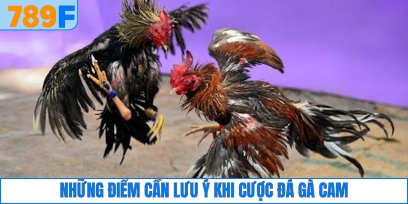 Những điểm cần lưu ý khi cược đá gà Cam